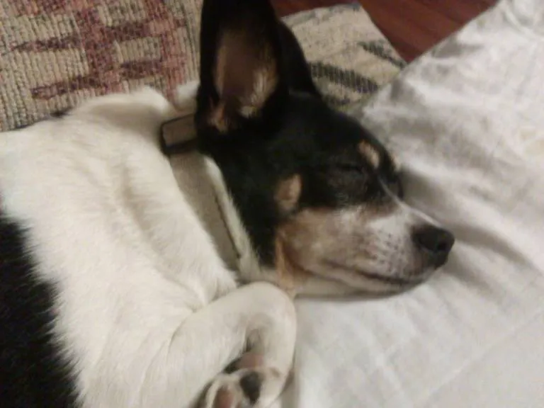 Sleeping Dog hueforge