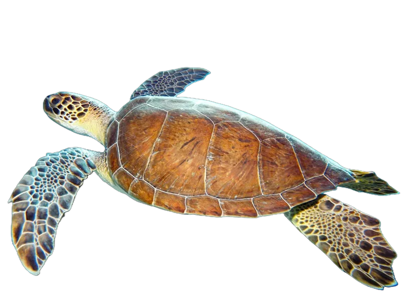 Sea turtle
