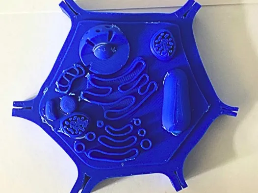 Maquette pédagogique de cellule végétale
