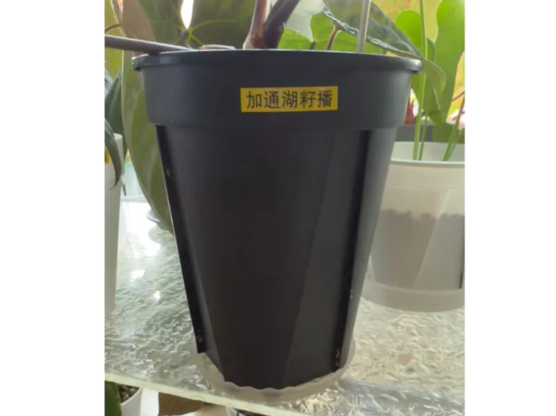 加高青山盆套盆