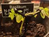 0.2mm layer, 4 walls, 15% infill