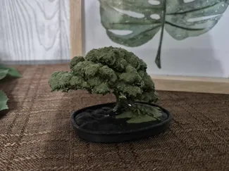 bonsai tree