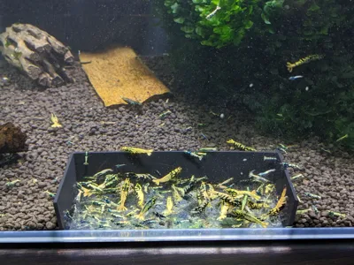 Futterplatz Groß Mittig / feeding place shrimp 