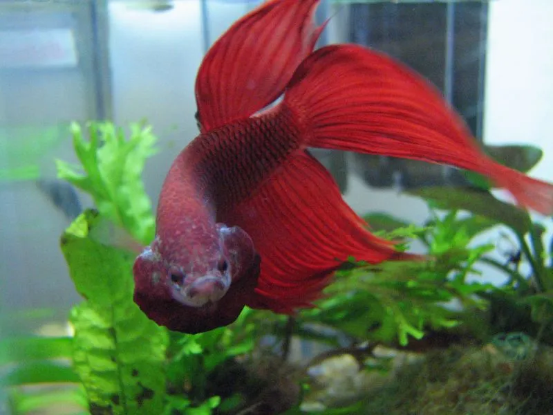 fish