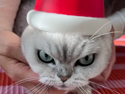Santa Hat 