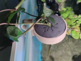 Soporte de plantas para borde de acuario