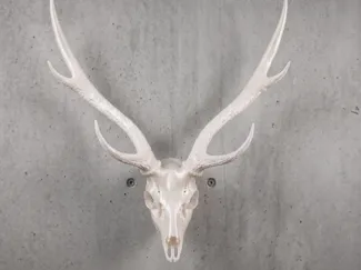 AXIS DEER SKULL