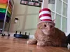 Cat In The Hat 2 Color Print