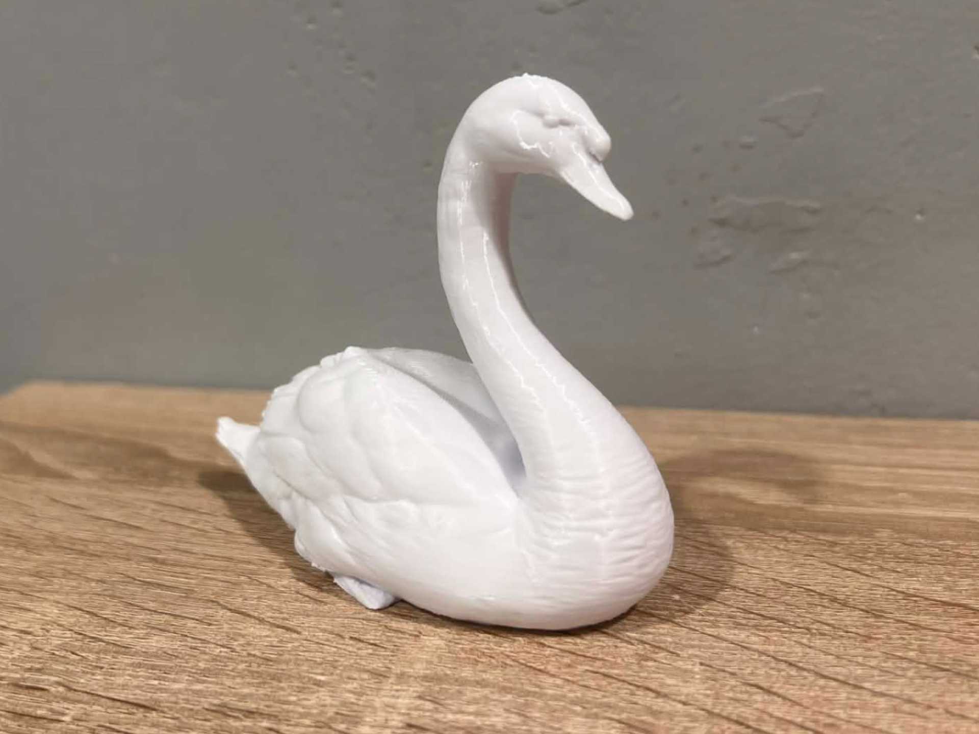 Swan - Animal