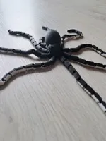 Poulpe à longues tentacules — photo 10