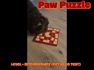 Paw Puzzle - Intermediate