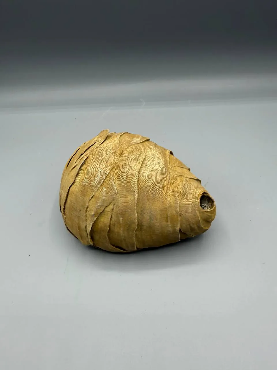 WaspGuard view 4