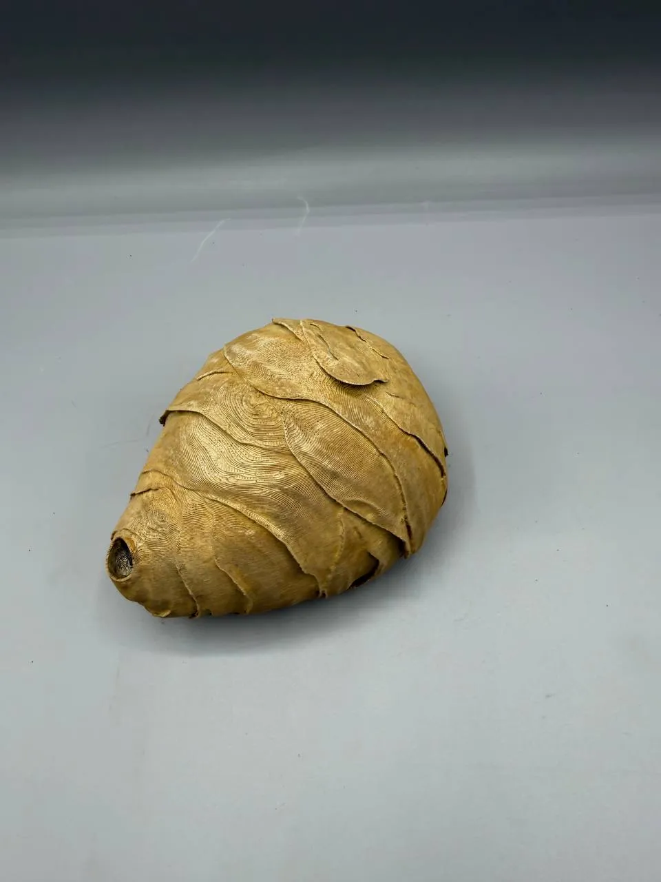 WaspGuard view 3