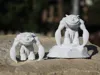 0.08mm layer, 2 walls, 25% infill