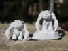 0.12mm layer, 2 walls, 25% infill