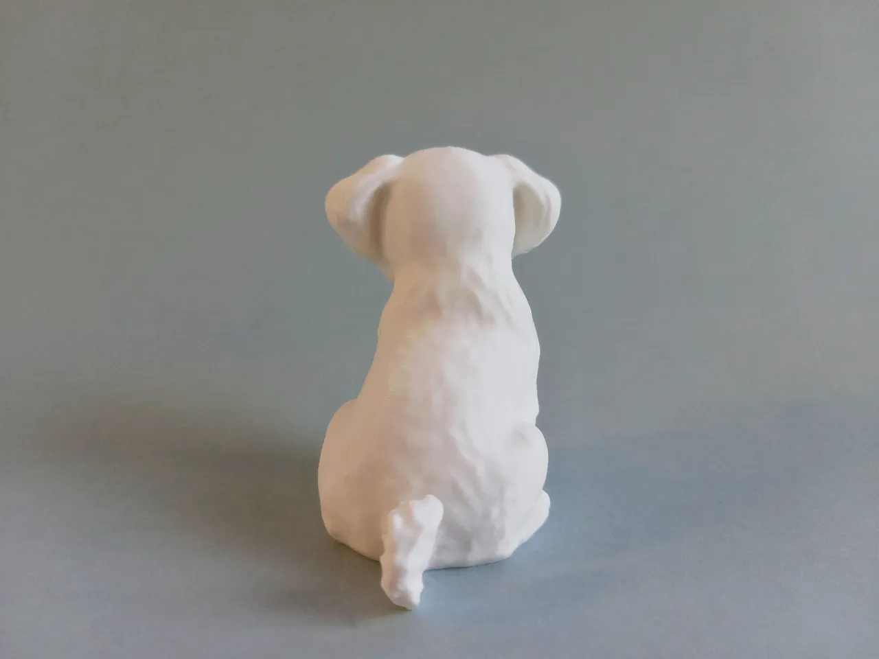 Little Maltese Dog view 4
