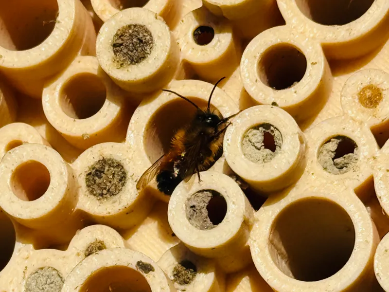 Bienenhotel Bee Hotel Insektenhotel