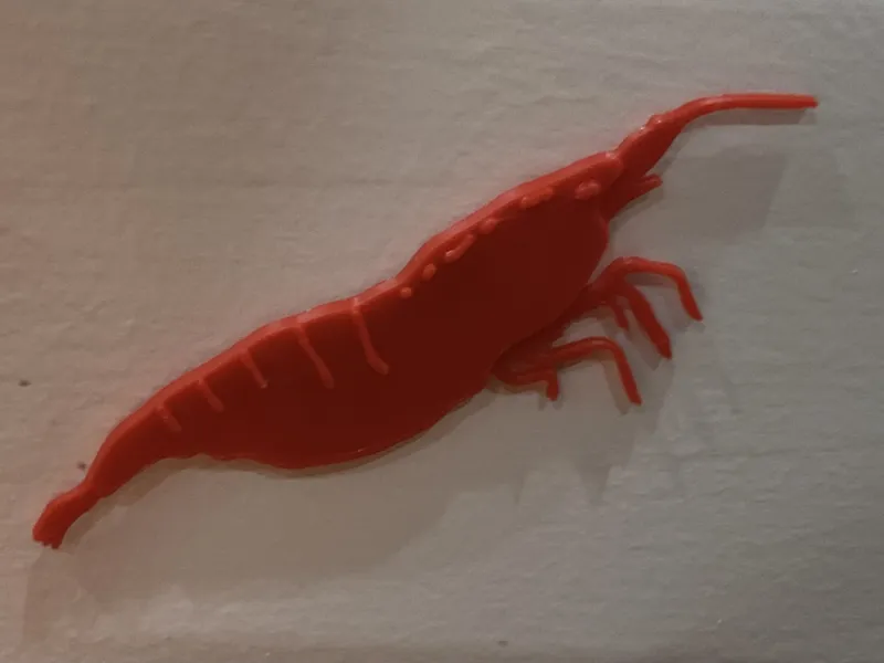 Shrimp neocaridina