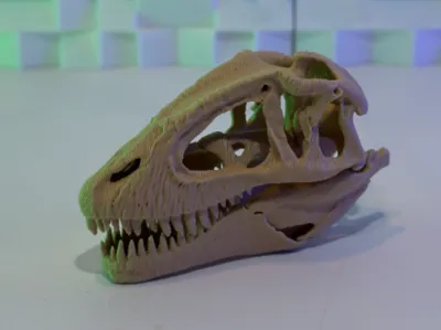 Carcharodontosaurus Skull (10-25 Grams)