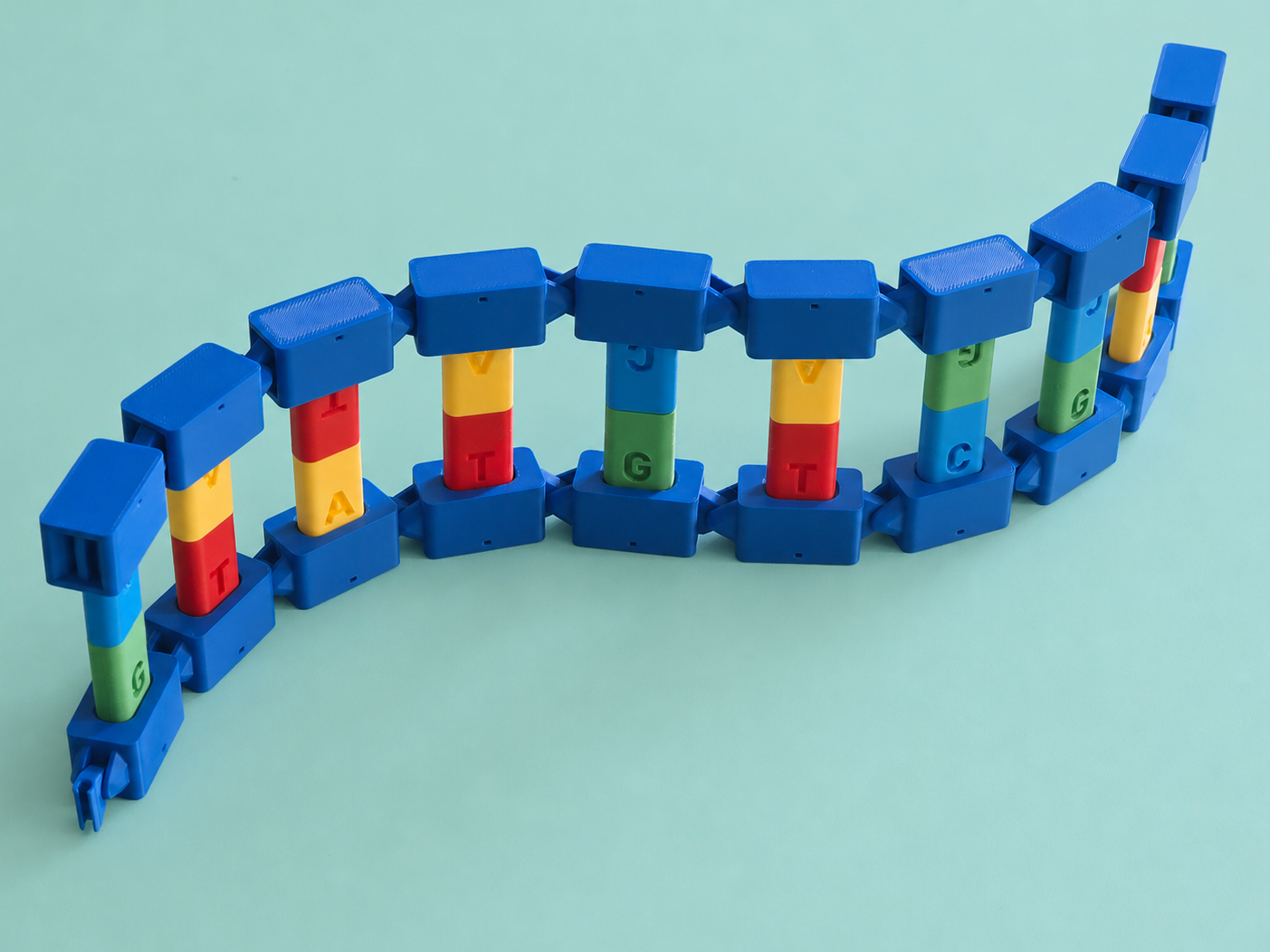 Modular Articulated DNA (Educational Model)