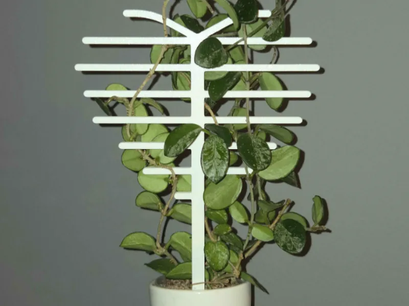 Plant support heart shape