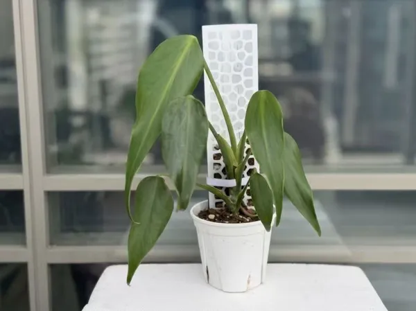 https://makerworld.bblmw.com/makerworld/model/US9af8484745d986/design/a1de7ff5e2037294.jpg