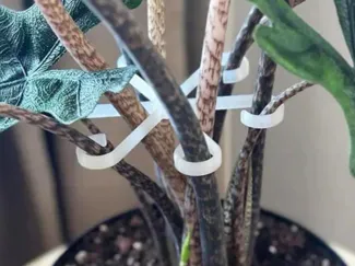 Flower hook (plant support)