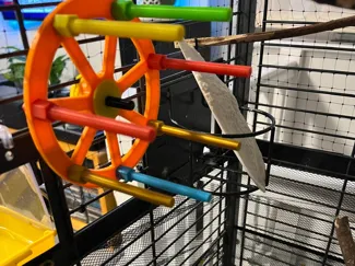 Budgies Wheel