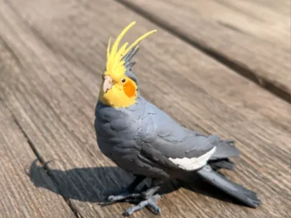 mimi the best pet bird ever