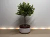 Diameter 6,5 cm/ 2.55 in, Height 4 cm/ 1.57 in