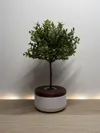 Diameter 8 cm/ 3.15 in 