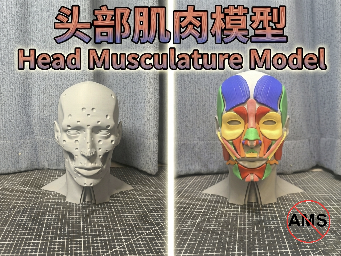 头部肌肉模型