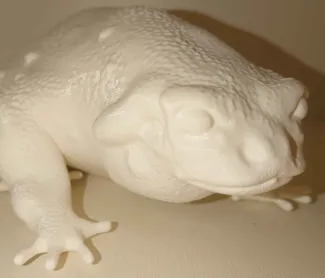Colorado River Toad