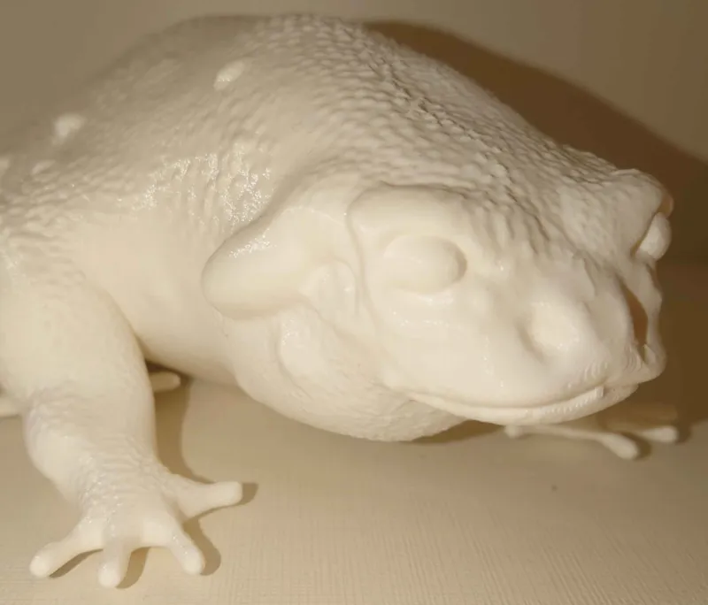 Colorado River Toad