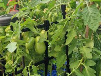 Pflanzenstütze , Tomatenstütze