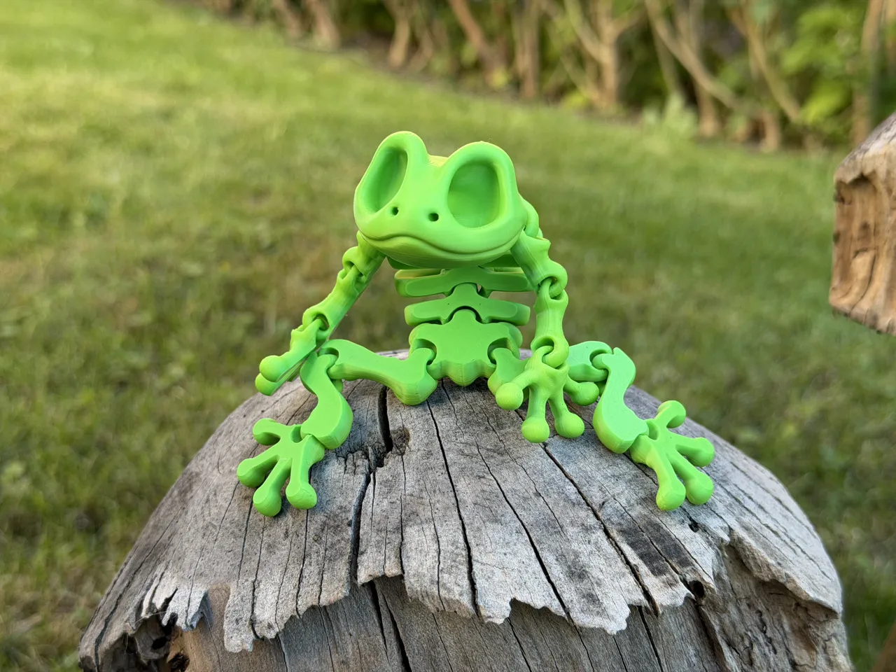 Articulated Skeleton Frog view 3
