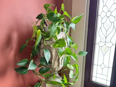 Modular Potted Plant Support System