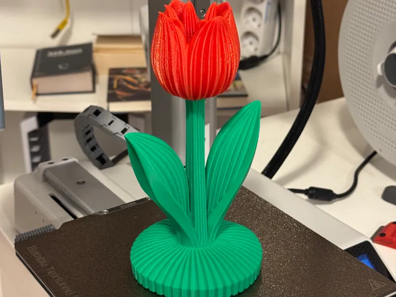 Red Tulip - Rote Tulpe (flower)