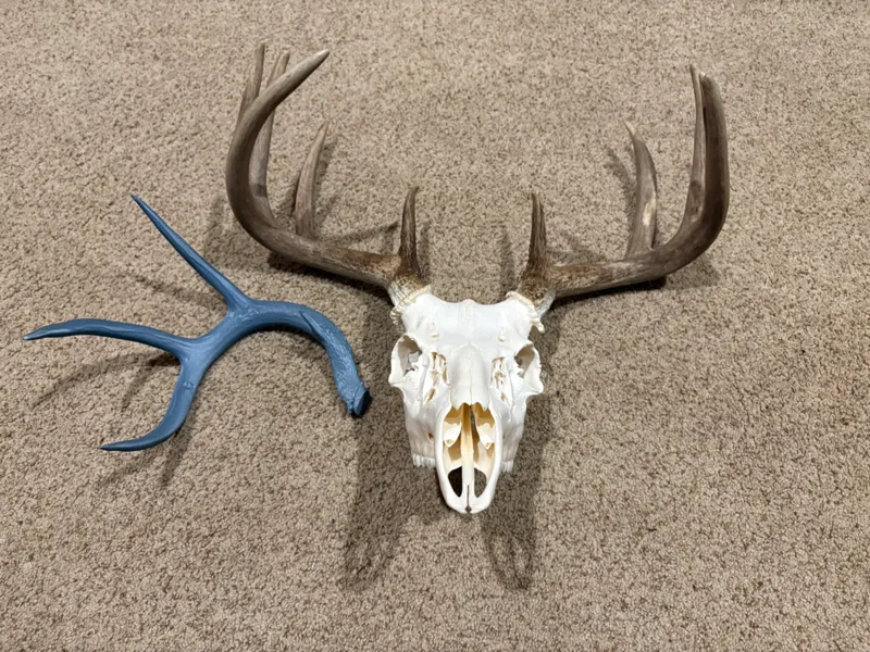 Whitetail Antler