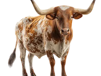 Texas Longhorn cow