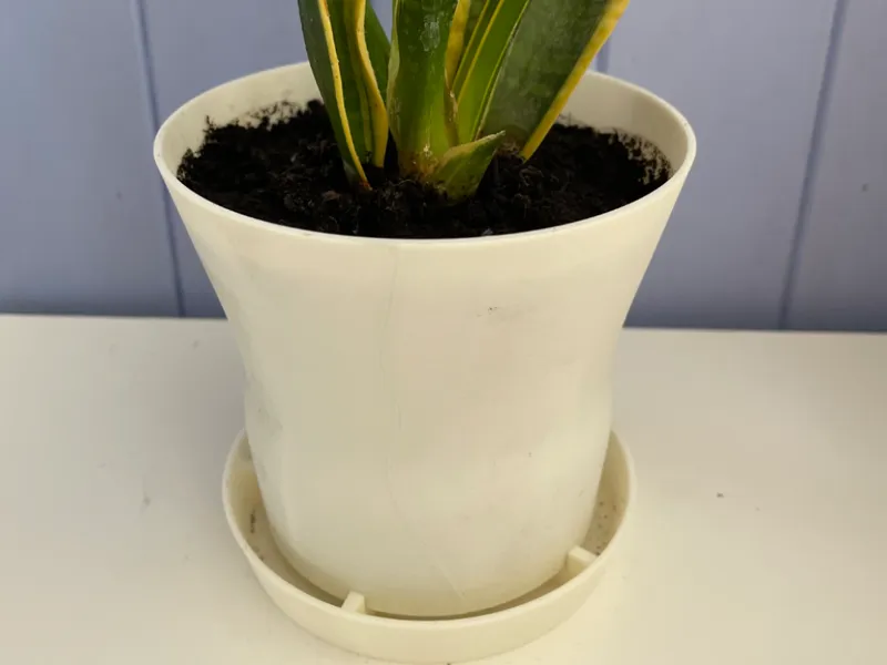Plant Pot