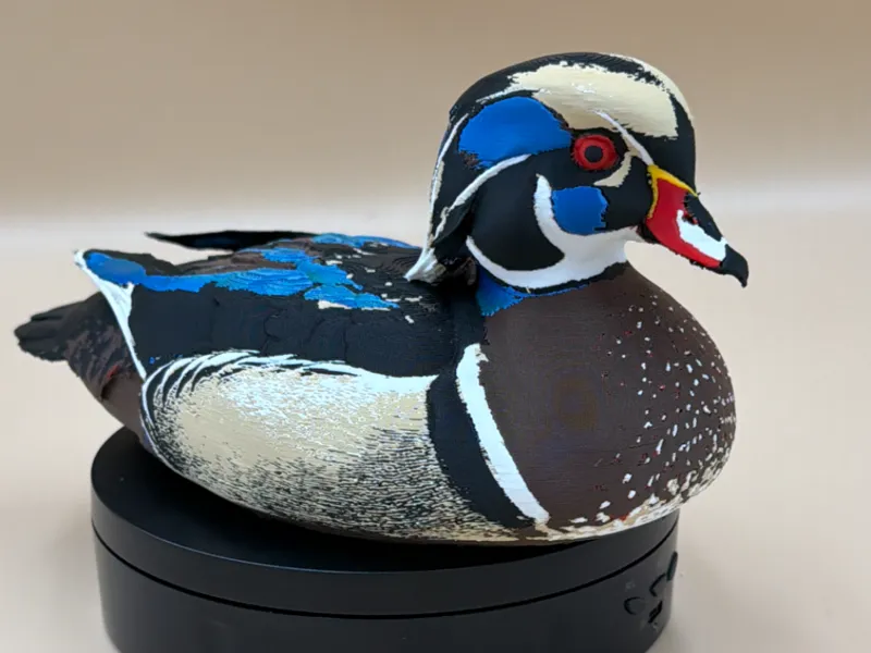 Royal Wood Duck