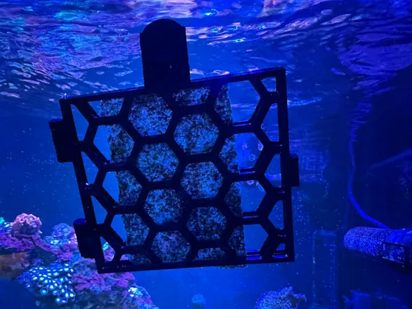 https://makerworld.bblmw.com/makerworld/model/US9bdee594e57cd9/design/2024-12-27_646b952988868.jpg