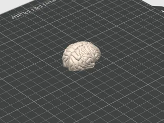 cerebrito