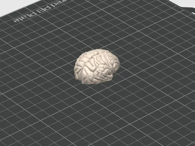 little brain