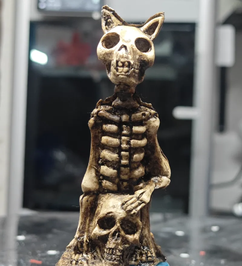 skull cat