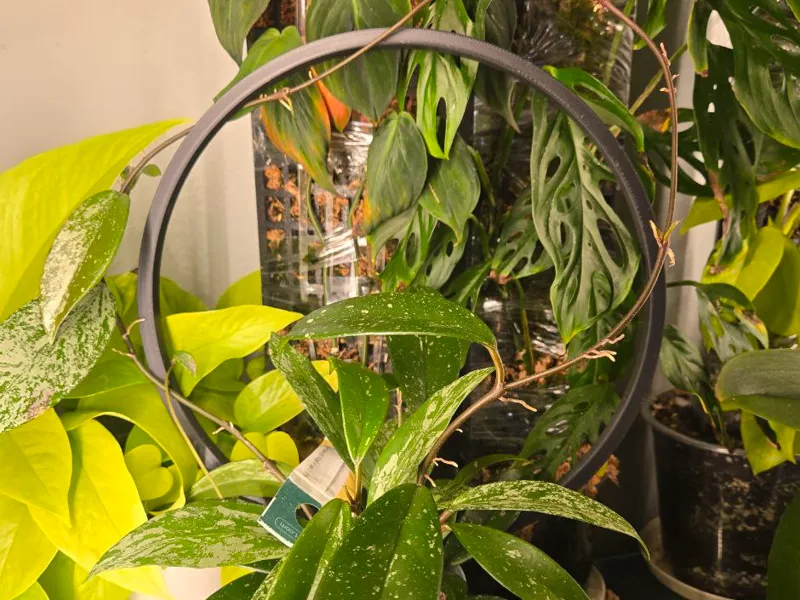 10 in Circle Trellis