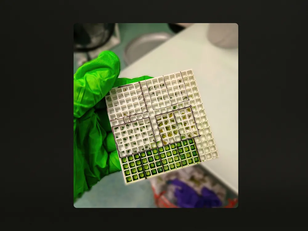Lab Gridplatelets Lab Grid Plate (64µL / 128µL) by Esseker - MakerWorld