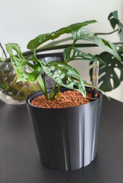 Basic Vase