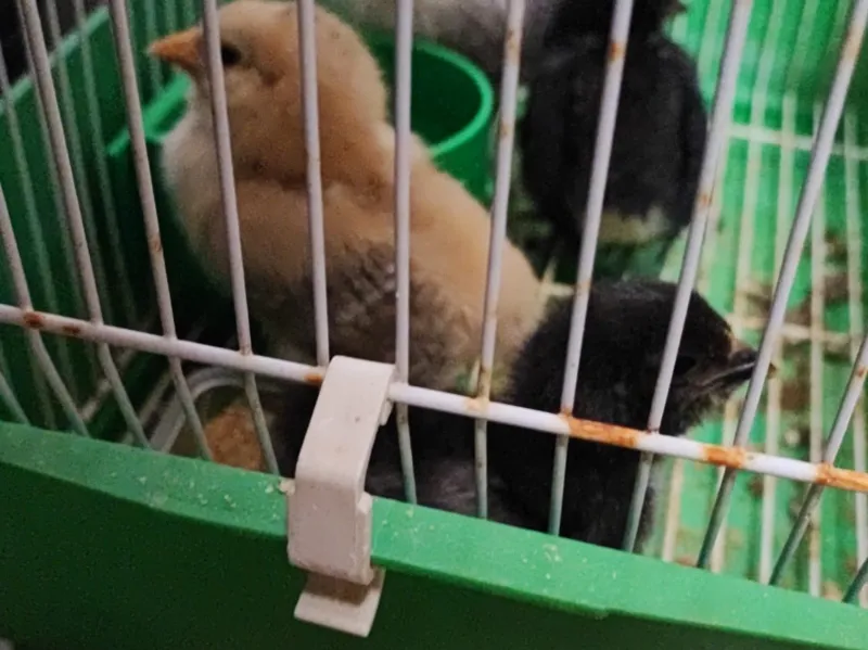 Bird cage tray hook